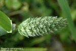 Phalaris Canariensis L. (Uzun Başaklı Kuş Yemi)