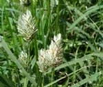 Phalaris Canariensis L. (Uzun Başaklı Kuş Yemi)