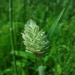 Phalaris Canariensis L. (Uzun Başaklı Kuş Yemi)