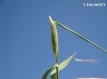 Phalaris Paradoxa L. (Yumuşak Başaklı Kuş Yemi)