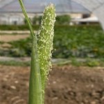 Phalaris Paradoxa L. (Yumuşak Başaklı Kuş Yemi)