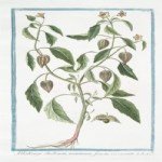 Physalis Angulata L. (Çukurova Fener Otu) Otu