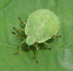 Pis Kokulu Yeşil Böcek Nedir? Zararları Ve Mücadele Yöntemleri