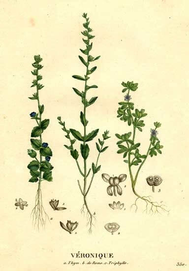 Plantaginaceae Bitkisi (Sinirotugiller)