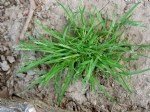 Poa Annua L. (Tek Yıllık Salkım Otu)