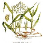 Poa Annua L. (Tek Yıllık Salkım Otu)