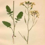 Raphanus Raphanistrum L. (Yabani Turp) Otu Raphanus Raphanistrum L. (Yabani Turp) Otu