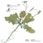 Raphanus Raphanistrum L. (Yabani Turp) Otu Raphanus Raphanistrum L. (Yabani Turp) Otu