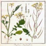 Raphanus Raphanistrum L. (Yabani Turp) Otu Raphanus Raphanistrum L. (Yabani Turp) Otu