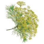 Rezene Çayının Faydaları Ve Zararları Nelerdir? Rezene Çayının Faydaları Ve Zararları Nelerdir?