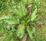 Rumex Bitkisi (Labada, Kuzukulağı)