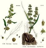 Rumex Bitkisi (Labada, Kuzukulağı)