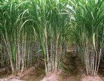Şeker Kamışı Yetiştiriciliği Nasıl Yapılır?