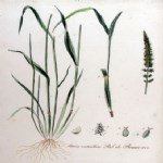 Seteria Verticillata (L.) P.b. (Kirpi Darı)