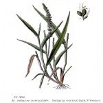 Seteria Verticillata (L.) P.b. (Kirpi Darı)