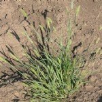 Seteria Viridis (L.) P.b. (Yeşil Cin Darısı) Seteria Viridis (L.) P.b. (Yeşil Cin Darısı)