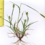 Seteria Viridis (L.) P.b. (Yeşil Cin Darısı) Seteria Viridis (L.) P.b. (Yeşil Cin Darısı)