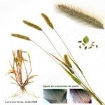 Seteria Viridis (L.) P.b. (Yeşil Cin Darısı) Seteria Viridis (L.) P.b. (Yeşil Cin Darısı)