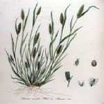 Seteria Viridis (L.) P.b. (Yeşil Cin Darısı) Seteria Viridis (L.) P.b. (Yeşil Cin Darısı)