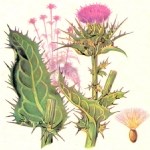 Silybum Marianum (L.) Gaertn. (Meryem Ana Dikeni, Kangal) Otu
