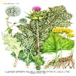 Silybum Marianum (L.) Gaertn. (Meryem Ana Dikeni, Kangal) Otu