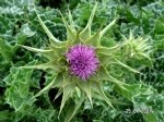 Silybum Marianum (L.) Gaertn. (Meryem Ana Dikeni, Kangal) Otu