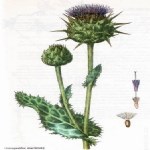 Silybum Marianum (L.) Gaertn. (Meryem Ana Dikeni, Kangal) Otu