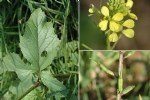 Sinapis Arvensis L. (Yabani Hardal) Otu