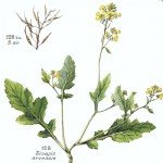 Sinapis Arvensis L. (Yabani Hardal) Otu