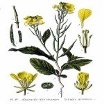 Sinapis Arvensis L. (Yabani Hardal) Otu