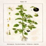 Solanum Nigrum L. (Köpek Üzümü) Otu