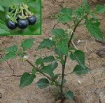 Solanum Nigrum L. (Köpek Üzümü) Otu