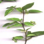 Solanum Nigrum L. (Köpek Üzümü) Otu