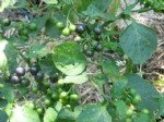 Solanum Nigrum L. (Köpek Üzümü) Otu