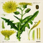 Sonchus Oleraceus L. (Adi Eşek Marulu) Otu