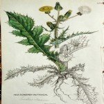 Sonchus Oleraceus L. (Adi Eşek Marulu) Otu