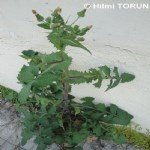 Sonchus Oleraceus L. (Adi Eşek Marulu) Otu