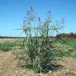 Sorghum Halepense (L.) Pers. (Kanyaş, Geliç)