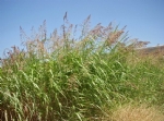 Sorghum Halepense (L.) Pers. (Kanyaş, Geliç)