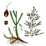 Sorghum Halepense (L.) Pers. (Kanyaş, Geliç)