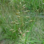 Sorghum Halepense (L.) Pers. (Kanyaş, Geliç)