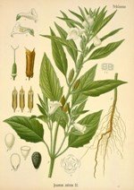 Susam Yetiştiriciliği Nasıl Yapılır?