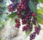 Taflan Faydaları Ve Zararları Nelerdir?