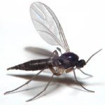 Evde Tatarcık Böceği Mücadelesi: Nem Kontrolü Ve Etkili Yöntemler