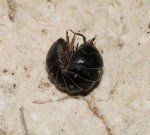 Evde Tesbih Böceği Mücadelesi: Nem Kontrolü Ve Etkili Yöntemler Evde Tesbih Böceği Mücadelesi: Nem Kontrolü Ve Etkili Yöntemler