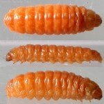 Tomurcuk Tırtılı Nedir? Zararları Ve Mücadele Yöntemleri