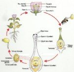 Bitkilerde Tozlanma Ve Döllenme Olayı Nedir?