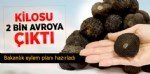 Trüf Mantarı Yetiştiriciliği Nasıl Yapılır? Adım Adım Kılavuz