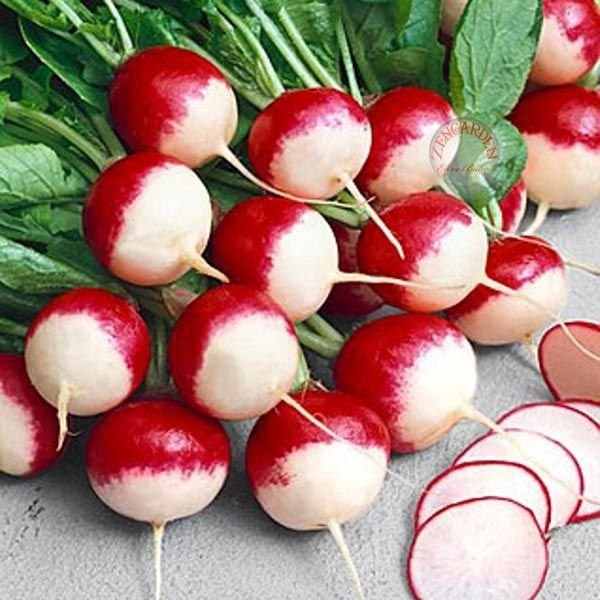 Turp Yetiştiriciliği Hakkında Her Şey