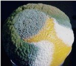 Turunçgil Depo Çürüklüğü Hast. Belirtileri, Nedenleri Ve Mücadelesi